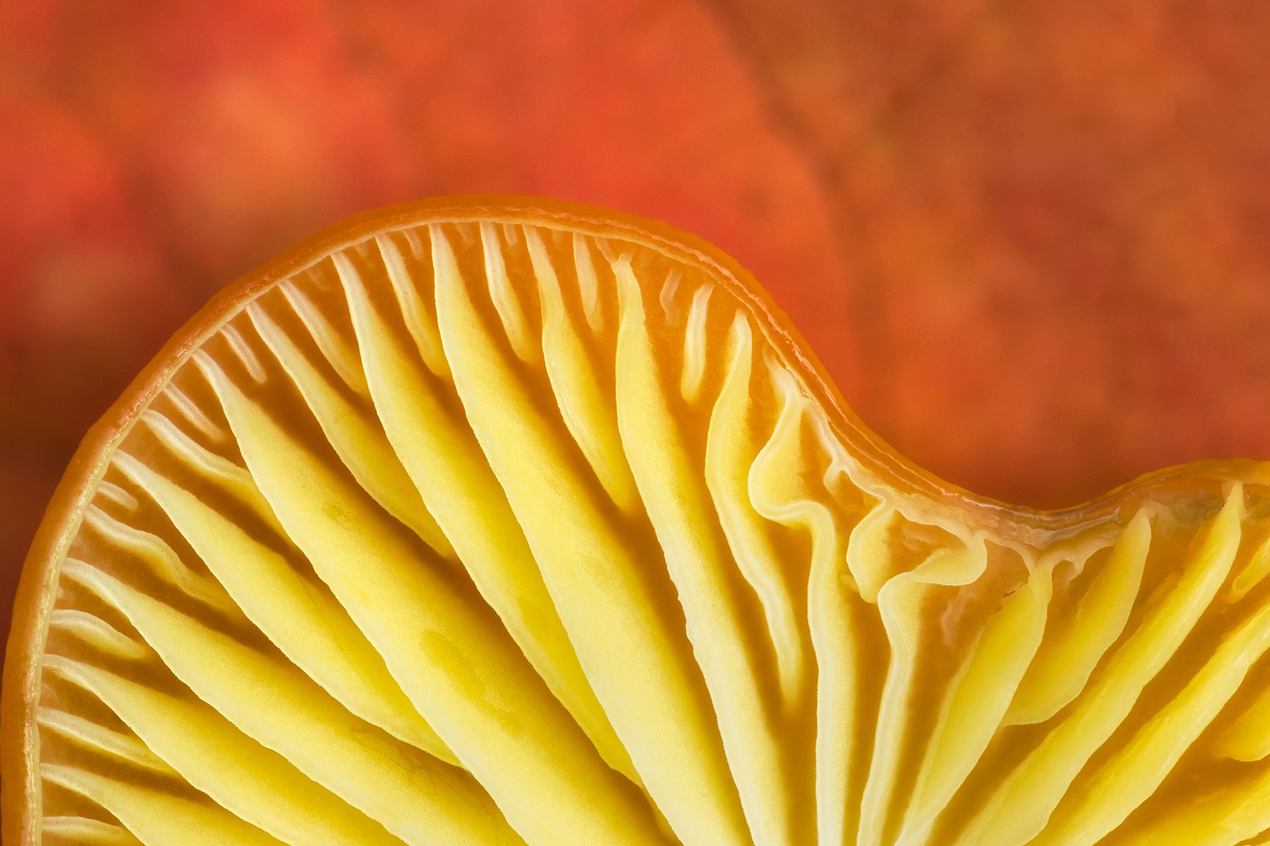 Mushrooms: 50 Postcards