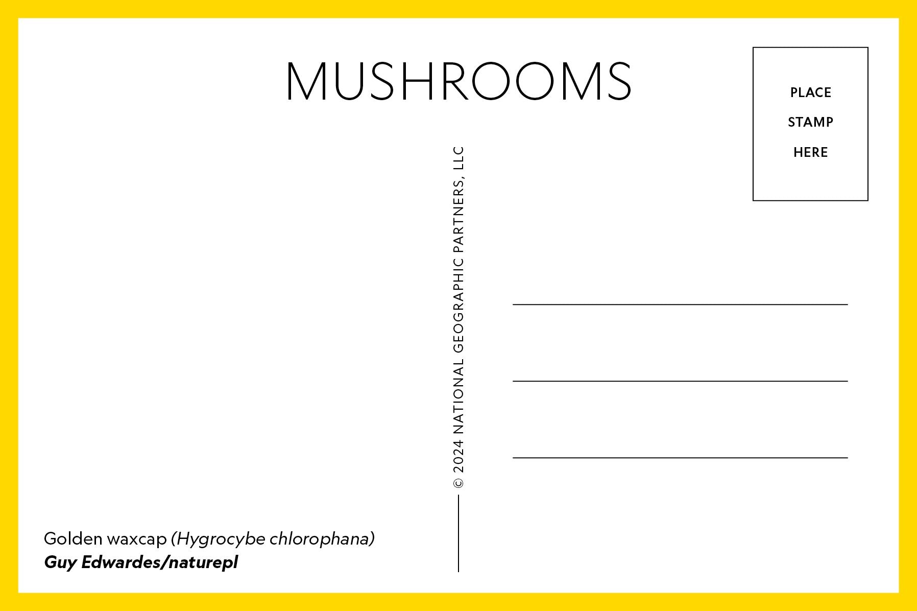 Mushrooms: 50 Postcards
