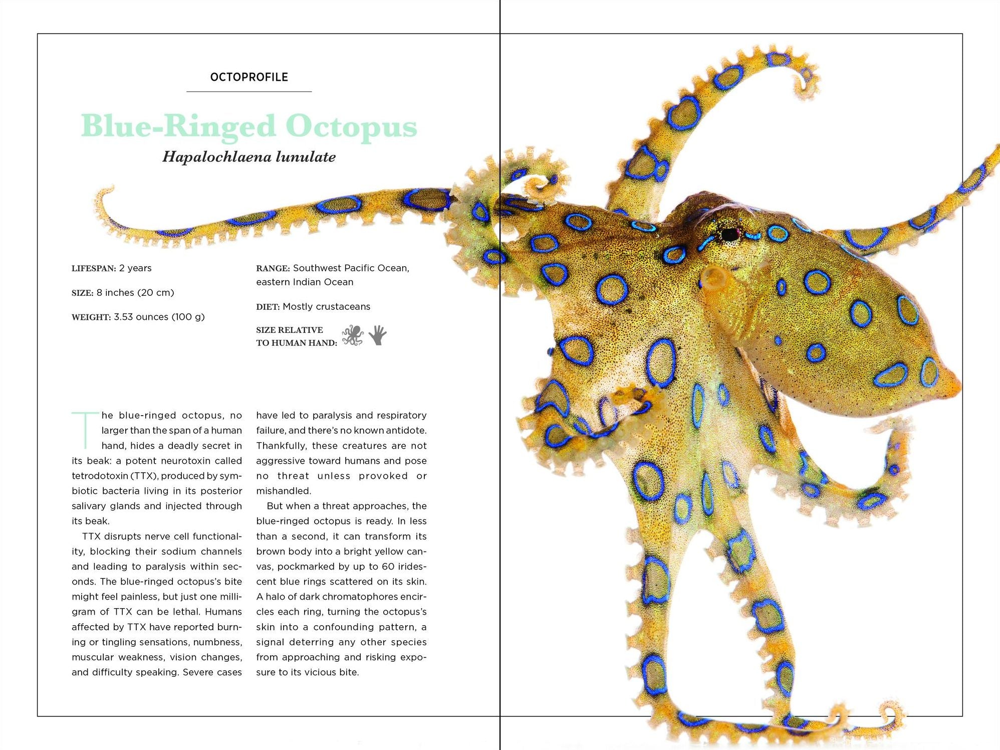 Secrets of the Octopus (B&N Exclusive Edition)