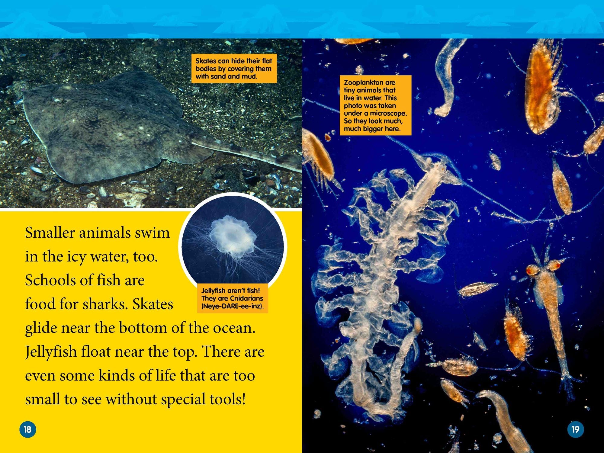 Arctic Animals (National Geographic Kids Readers, Level 2)