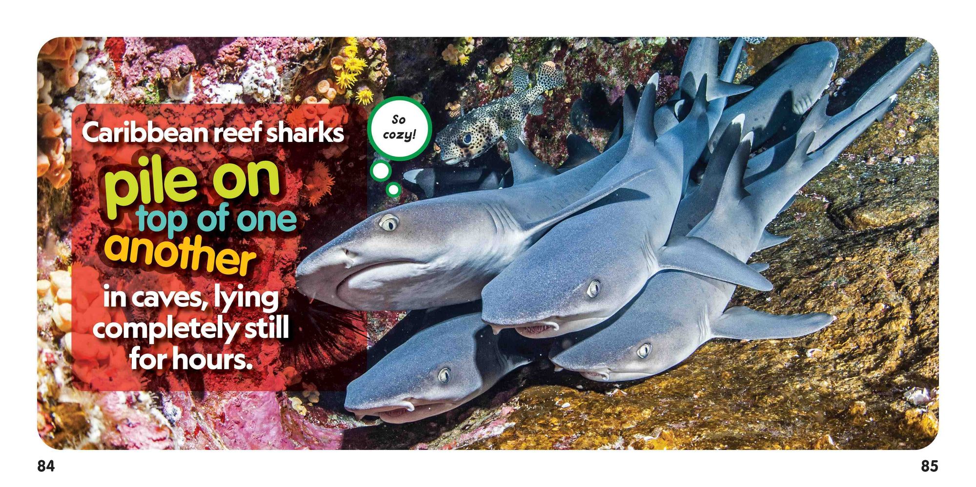 Weird But True! Sharks: 300 Fin-nomenal Facts to Dive Into