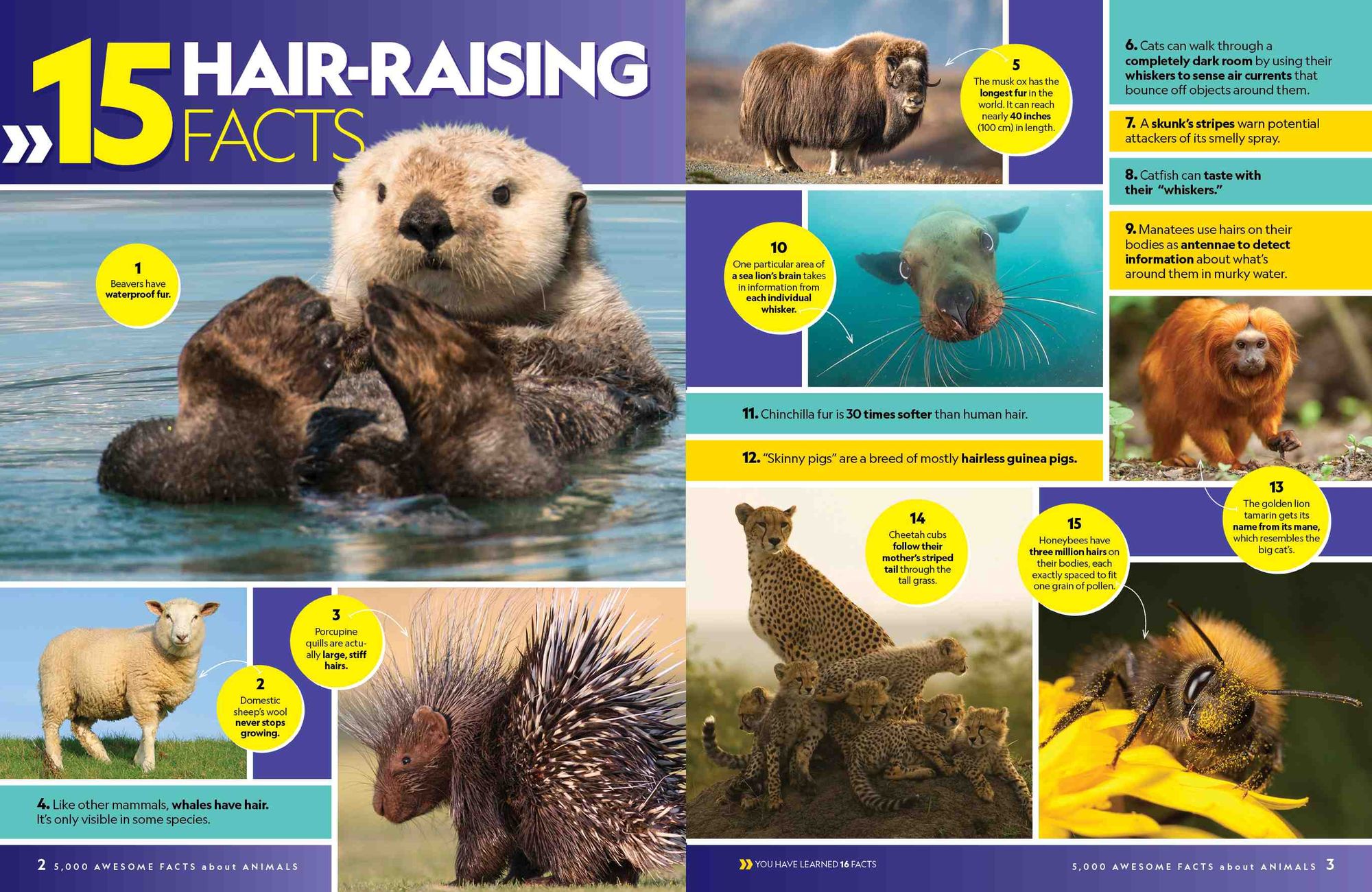 5,000 Awesome Facts About Animals