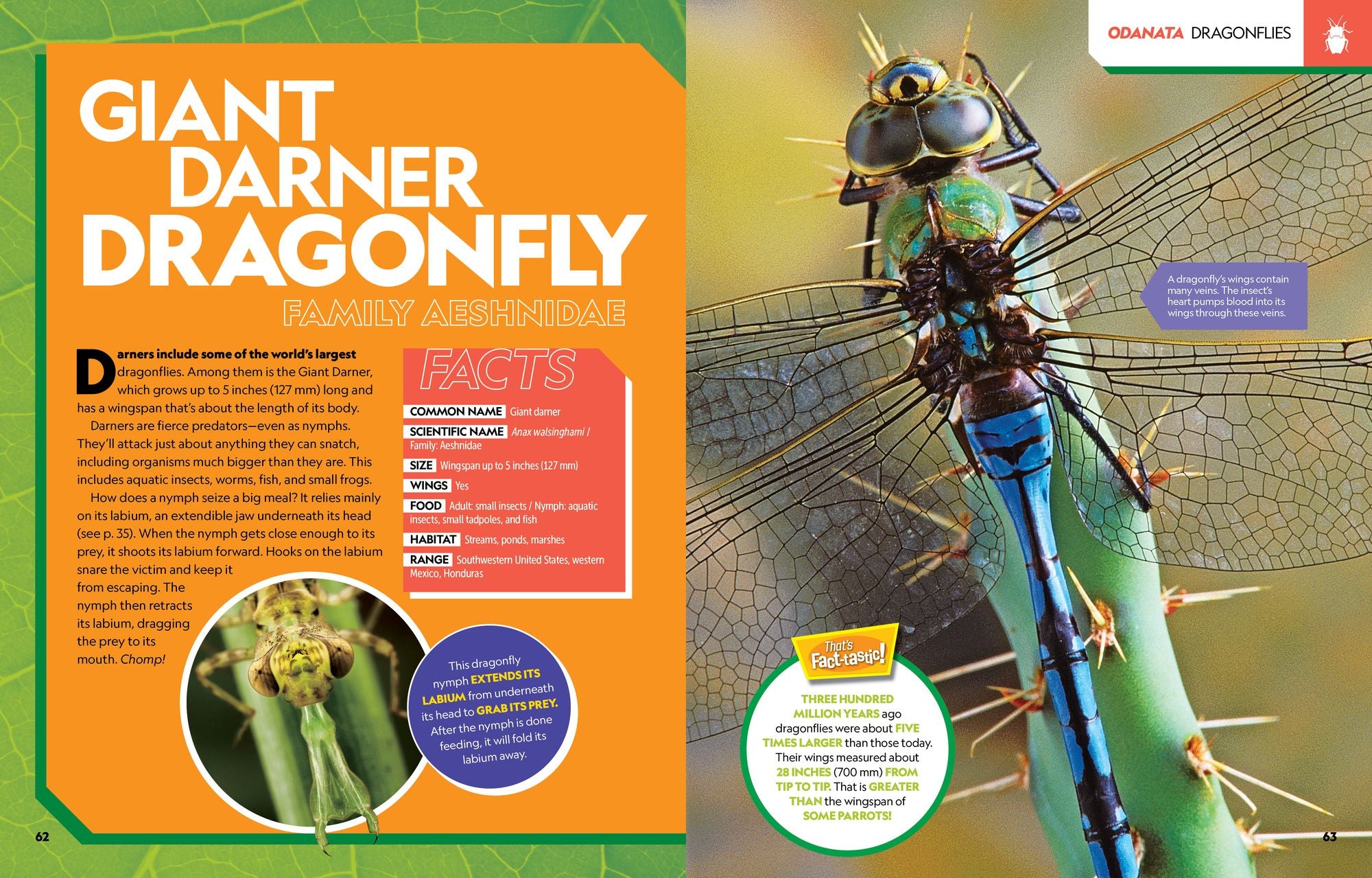 National Geographic Kids Ultimate Bugopedia, 2nd Edition: The Most Complete Bug Reference Ever