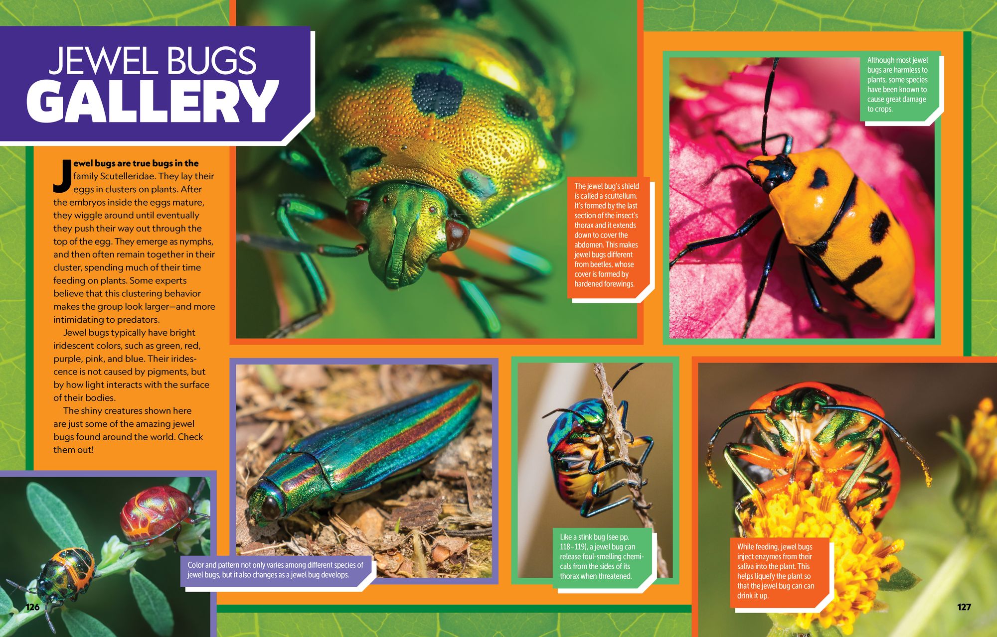 National Geographic Kids Ultimate Bugopedia, 2nd Edition: The Most Complete Bug Reference Ever