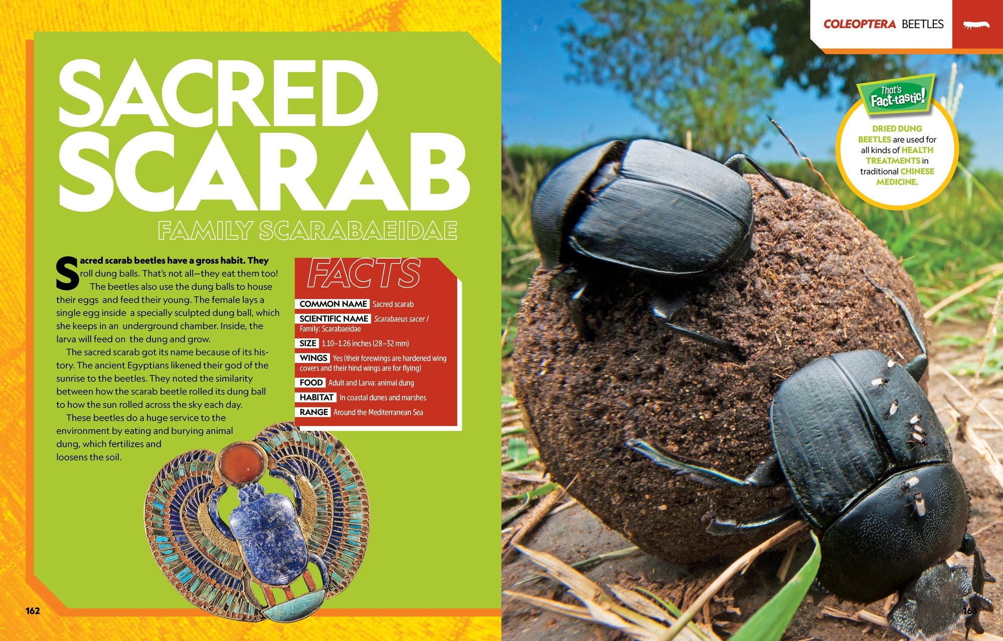 National Geographic Kids Ultimate Bugopedia, 2nd Edition: The Most Complete Bug Reference Ever