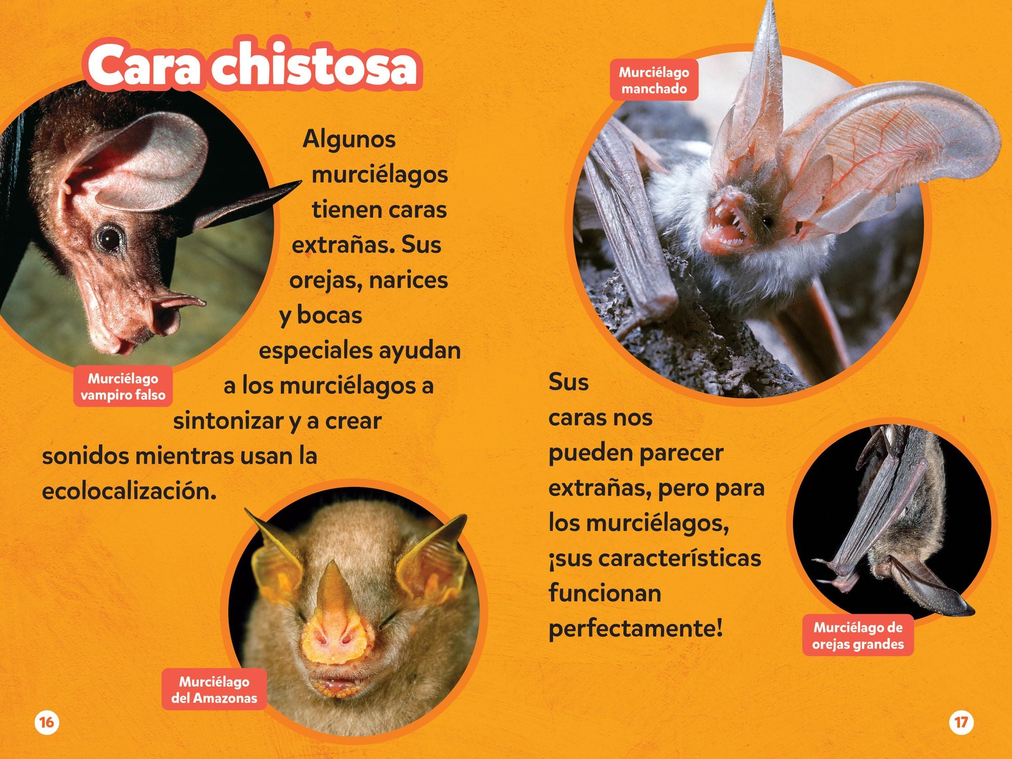 National Geographic Readers: Los Murciélagos