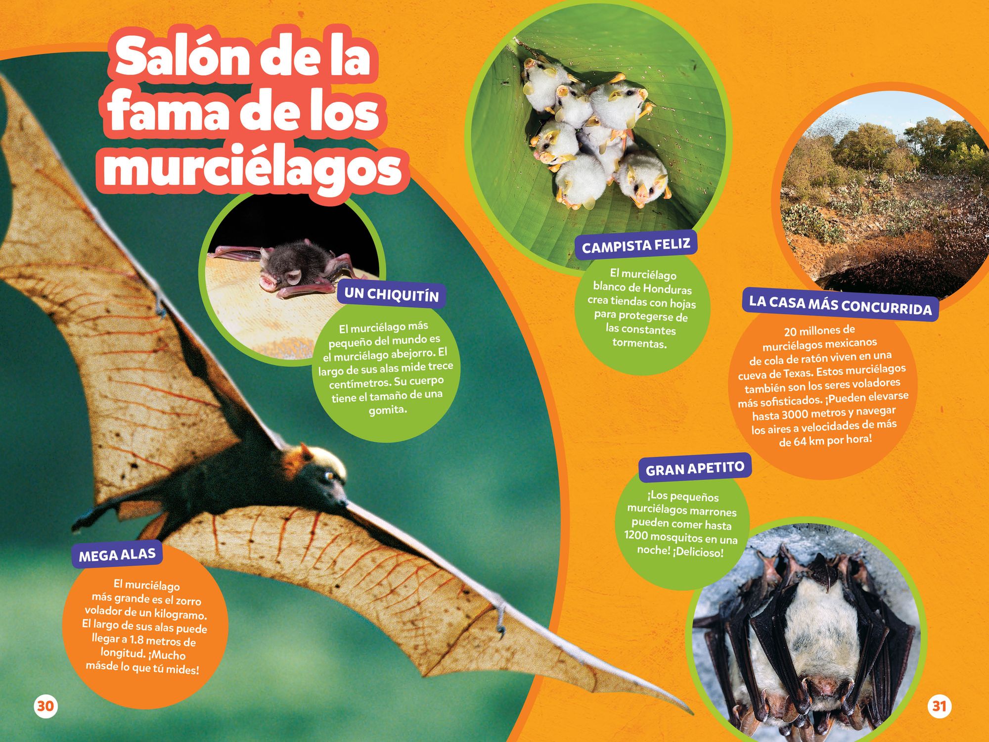 National Geographic Readers: Los Murciélagos
