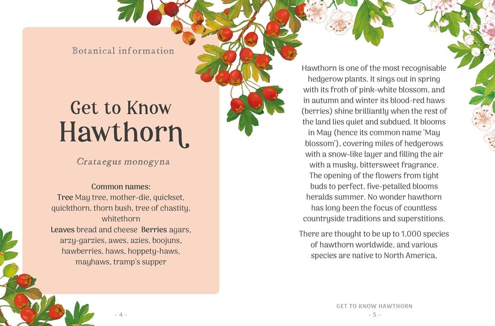 The Little Wild Library: Hawthorn: Simple things to do with the plants around you.