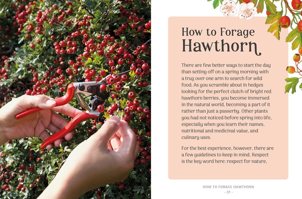 The Little Wild Library: Hawthorn: Simple things to do with the plants around you.