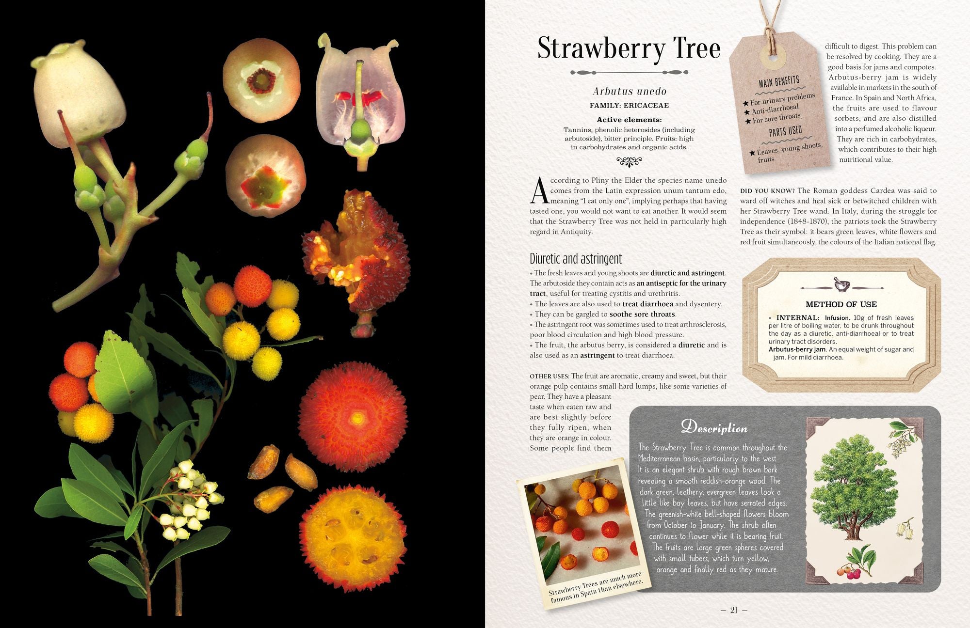 100 Plants That Heal