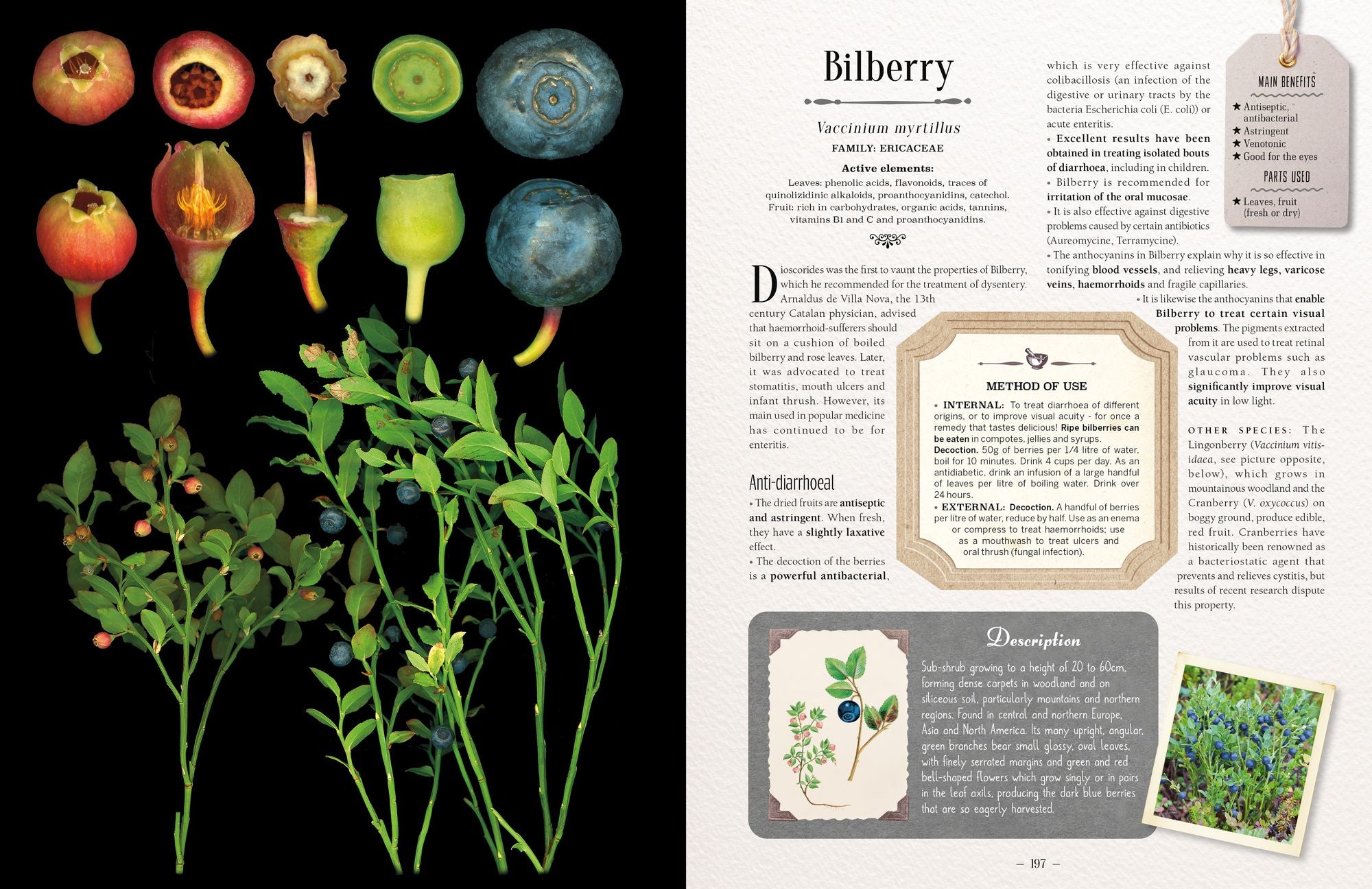 100 Plants That Heal