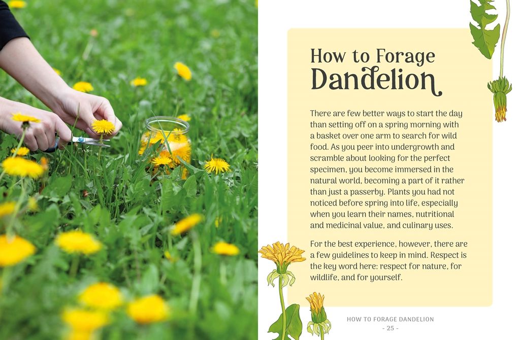 The Little Wild Library: Dandelion: Simple things to do with the plants around you.