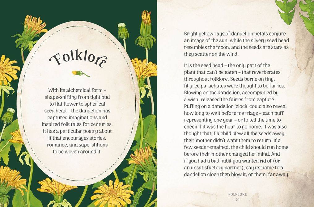 The Little Wild Library: Dandelion: Simple things to do with the plants around you.