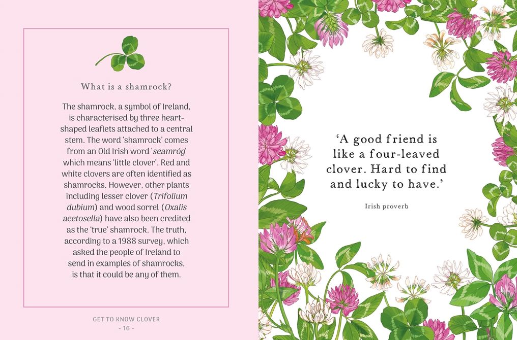 The Little Wild Library: Clover: Simple things to do with the plants around you.