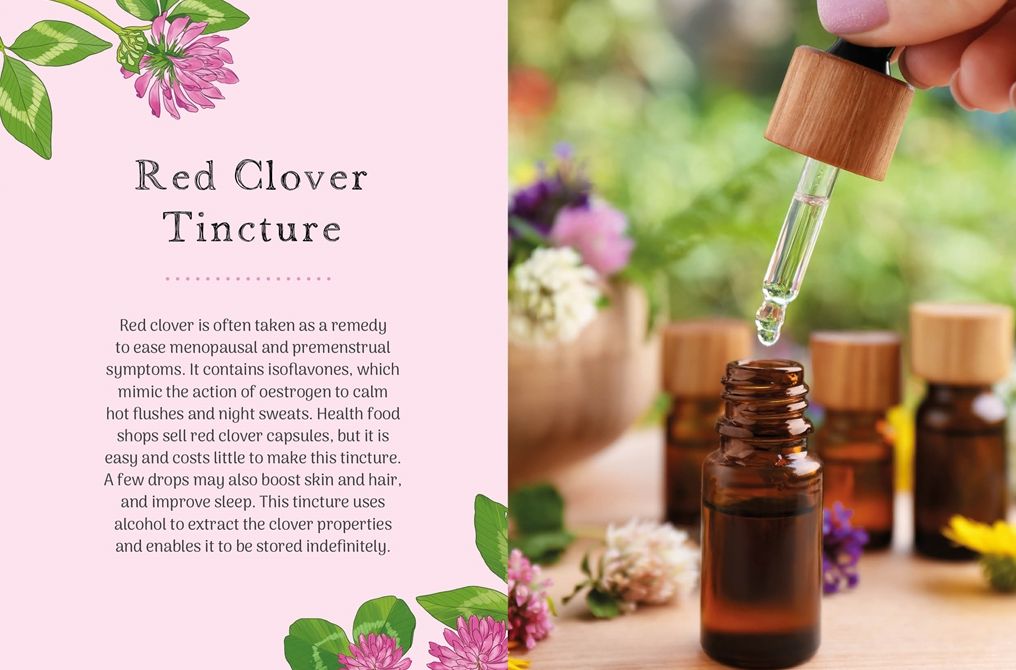 The Little Wild Library: Clover: Simple things to do with the plants around you.