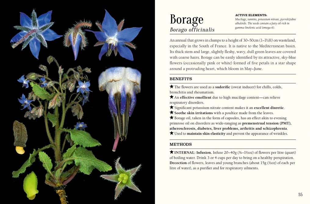 The Pocket Book of Plants that Heal: The illustrated herbarium of medicinal plants
