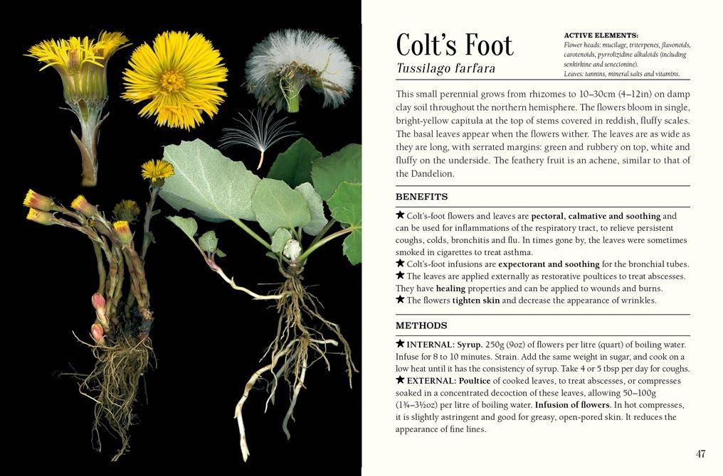 The Pocket Book of Plants that Heal: The illustrated herbarium of medicinal plants