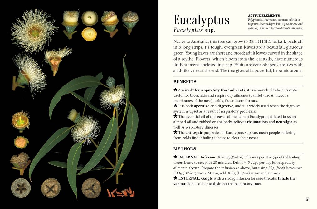 The Pocket Book of Plants that Heal: The illustrated herbarium of medicinal plants