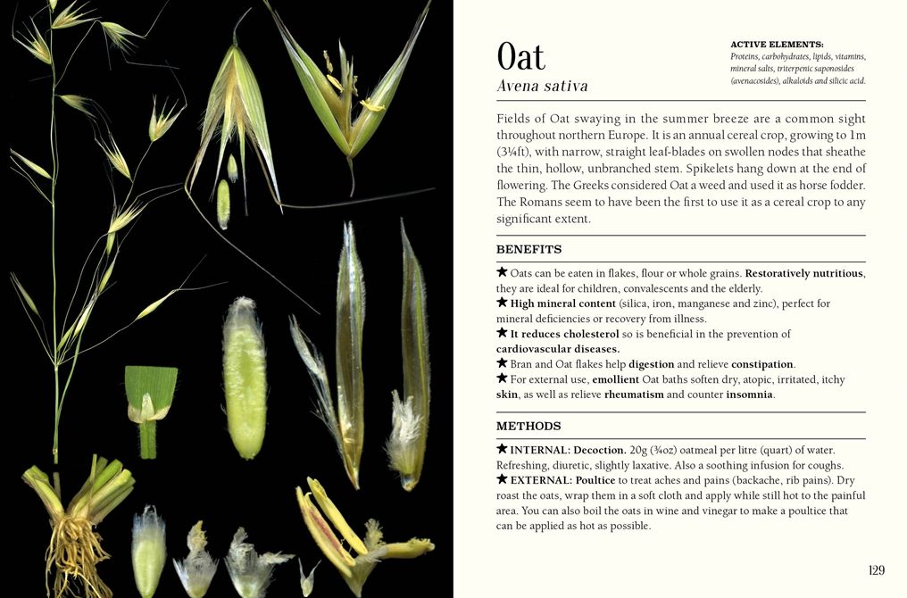 The Pocket Book of Plants that Heal: The illustrated herbarium of medicinal plants