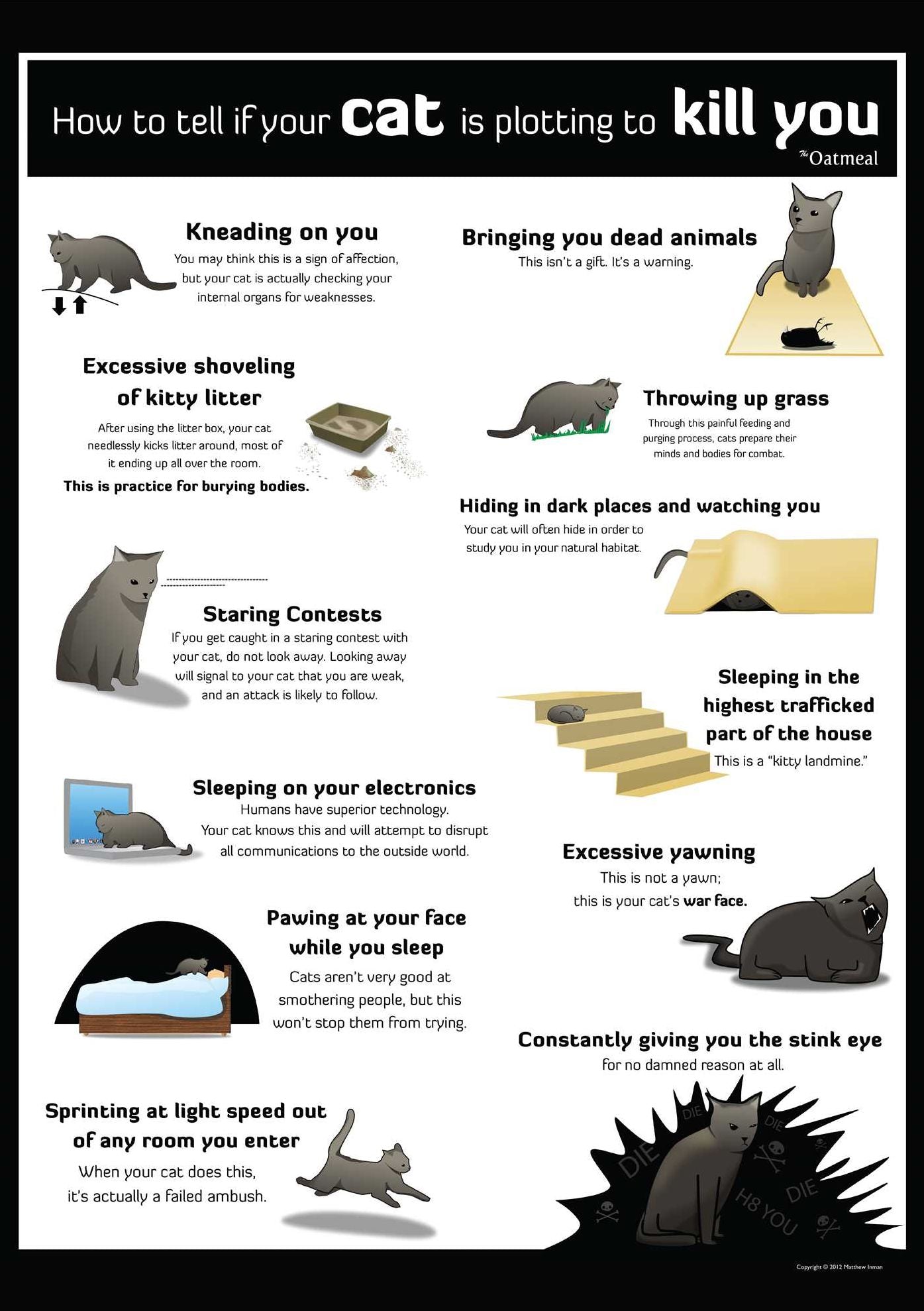 How to Tell If Your Cat Is Plotting to Kill You