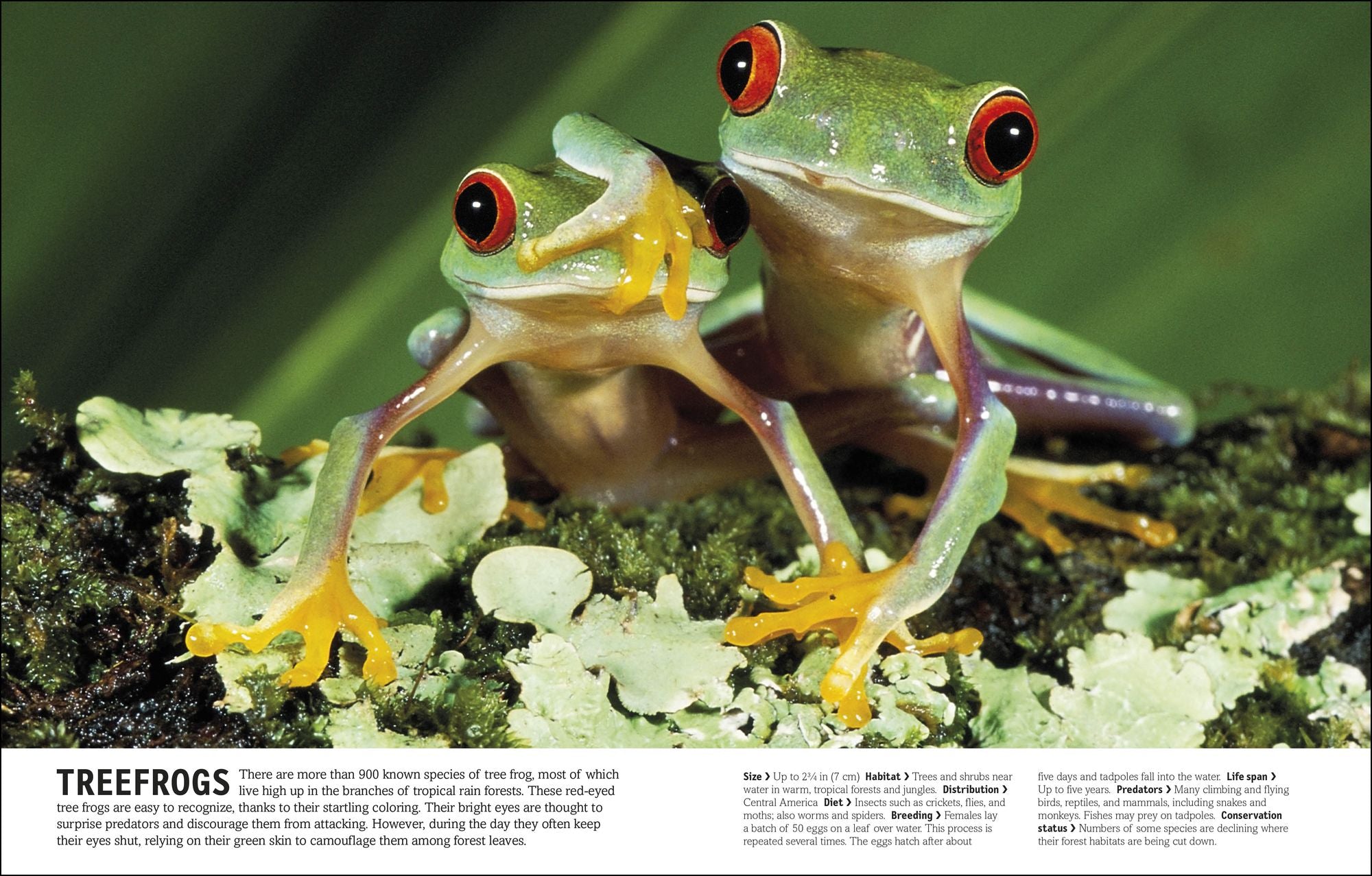 The Animal Book: A Visual Animal Kingdom Encyclopedia for Kids