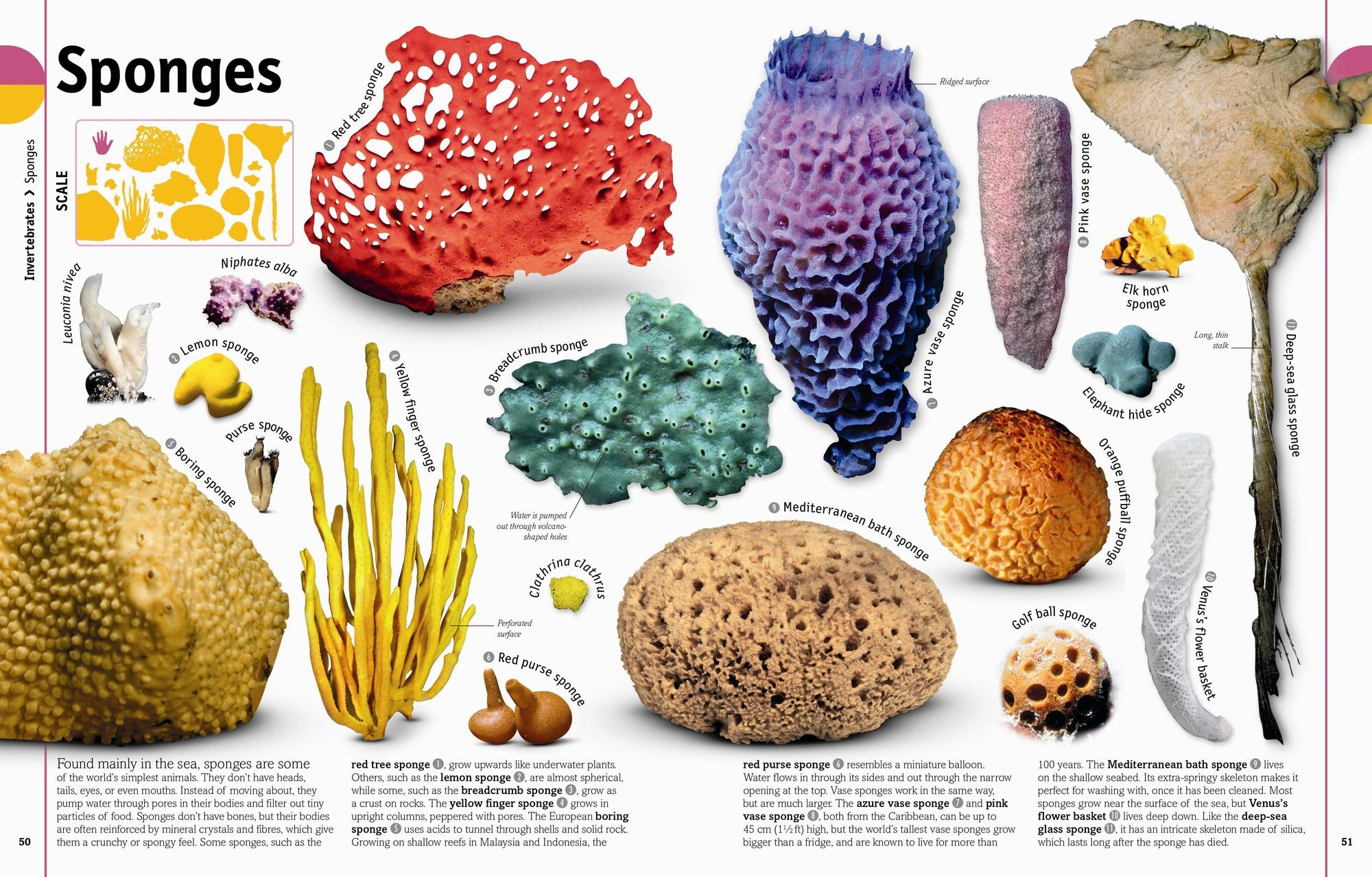 The Animal Book: A Visual Animal Kingdom Encyclopedia for Kids