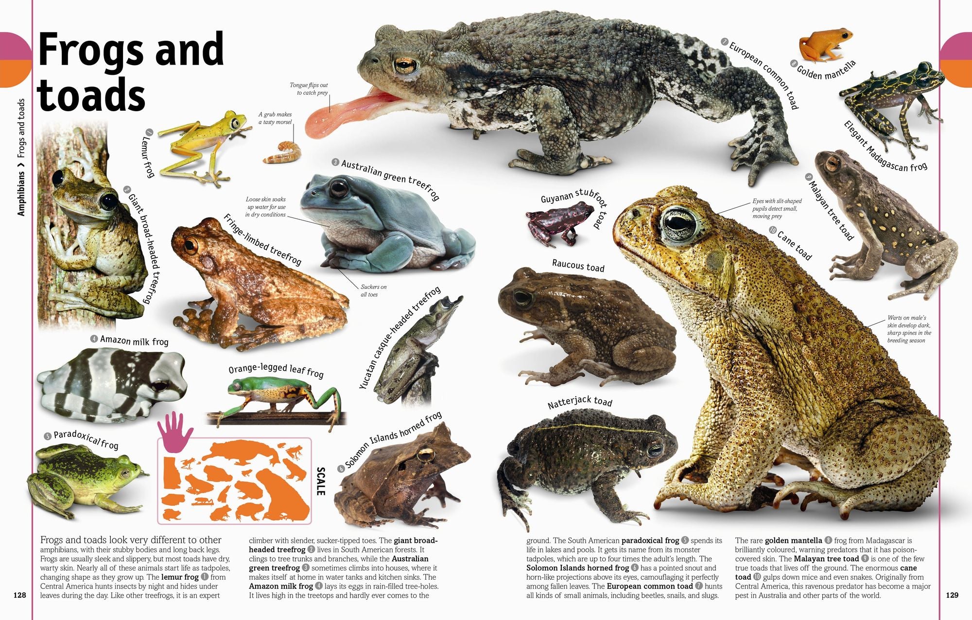 The Animal Book: A Visual Animal Kingdom Encyclopedia for Kids