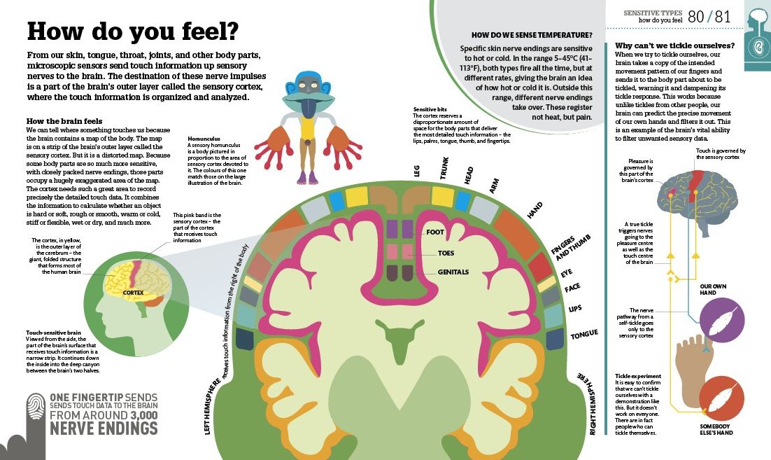 How the Body Works: The Facts Simply Explained