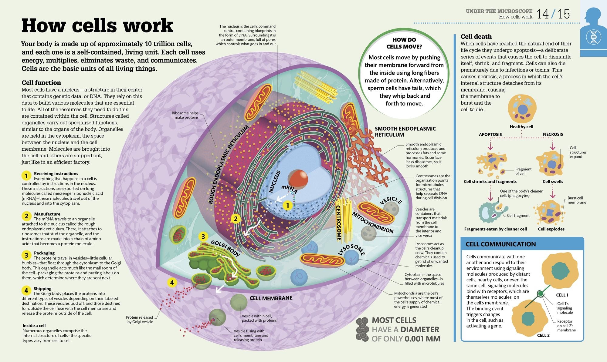 How the Body Works: The Facts Simply Explained