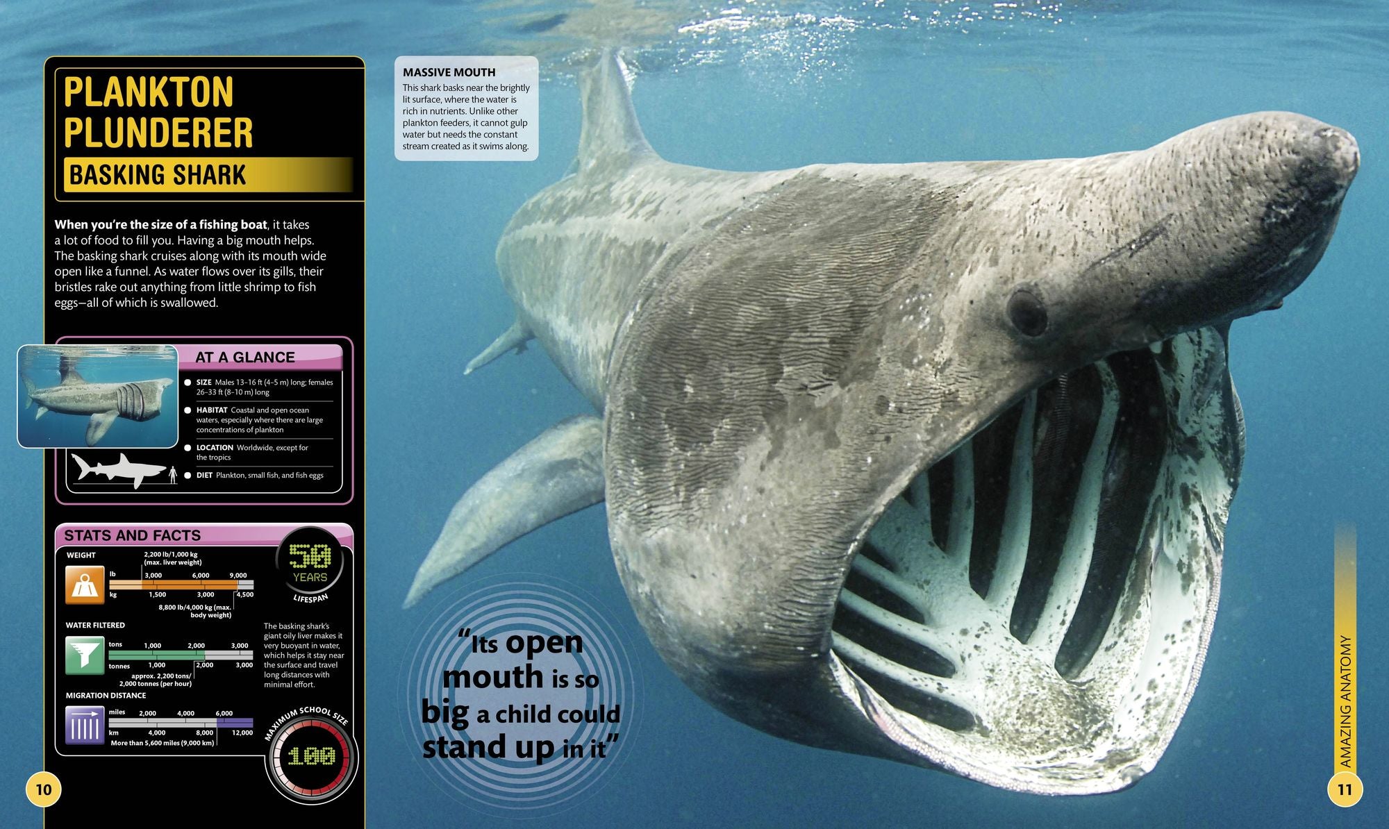 Super Shark Encyclopedia: And Other Creatures of the Deep