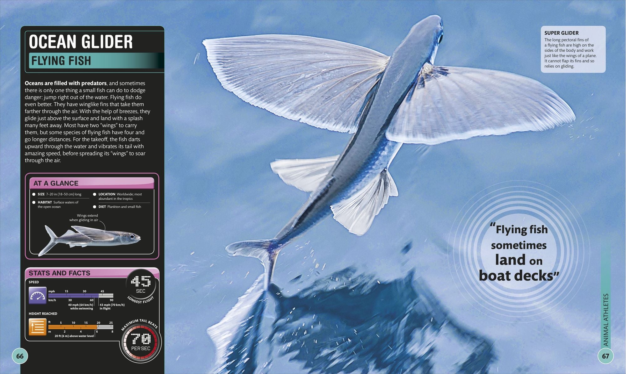 Super Shark Encyclopedia: And Other Creatures of the Deep