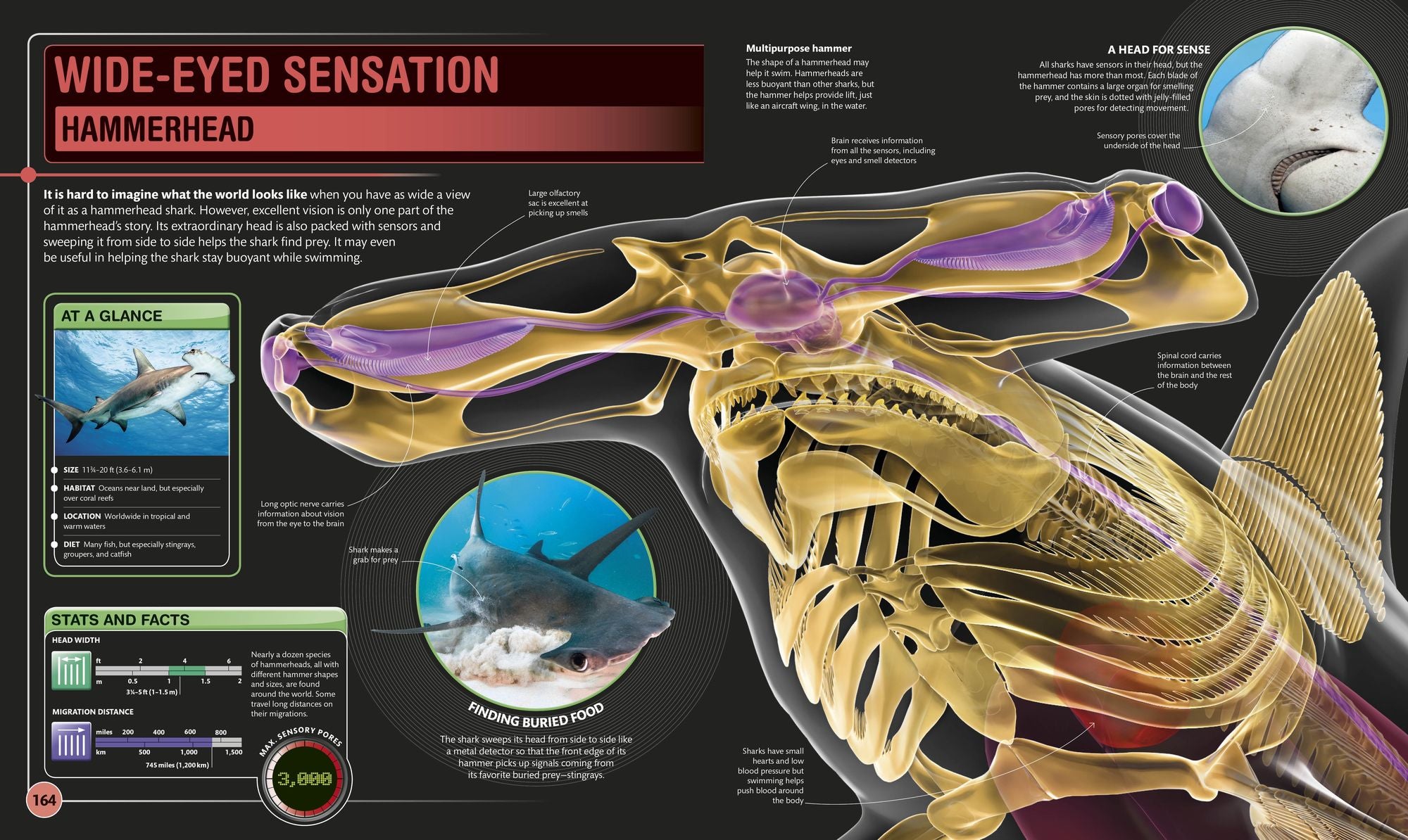 Super Shark Encyclopedia: And Other Creatures of the Deep