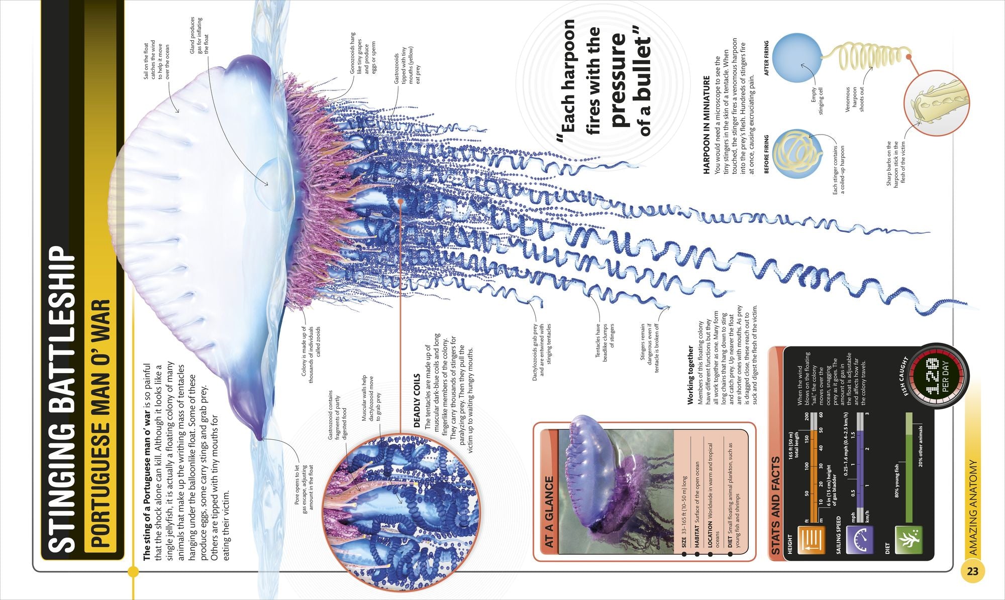 Super Shark Encyclopedia: And Other Creatures of the Deep