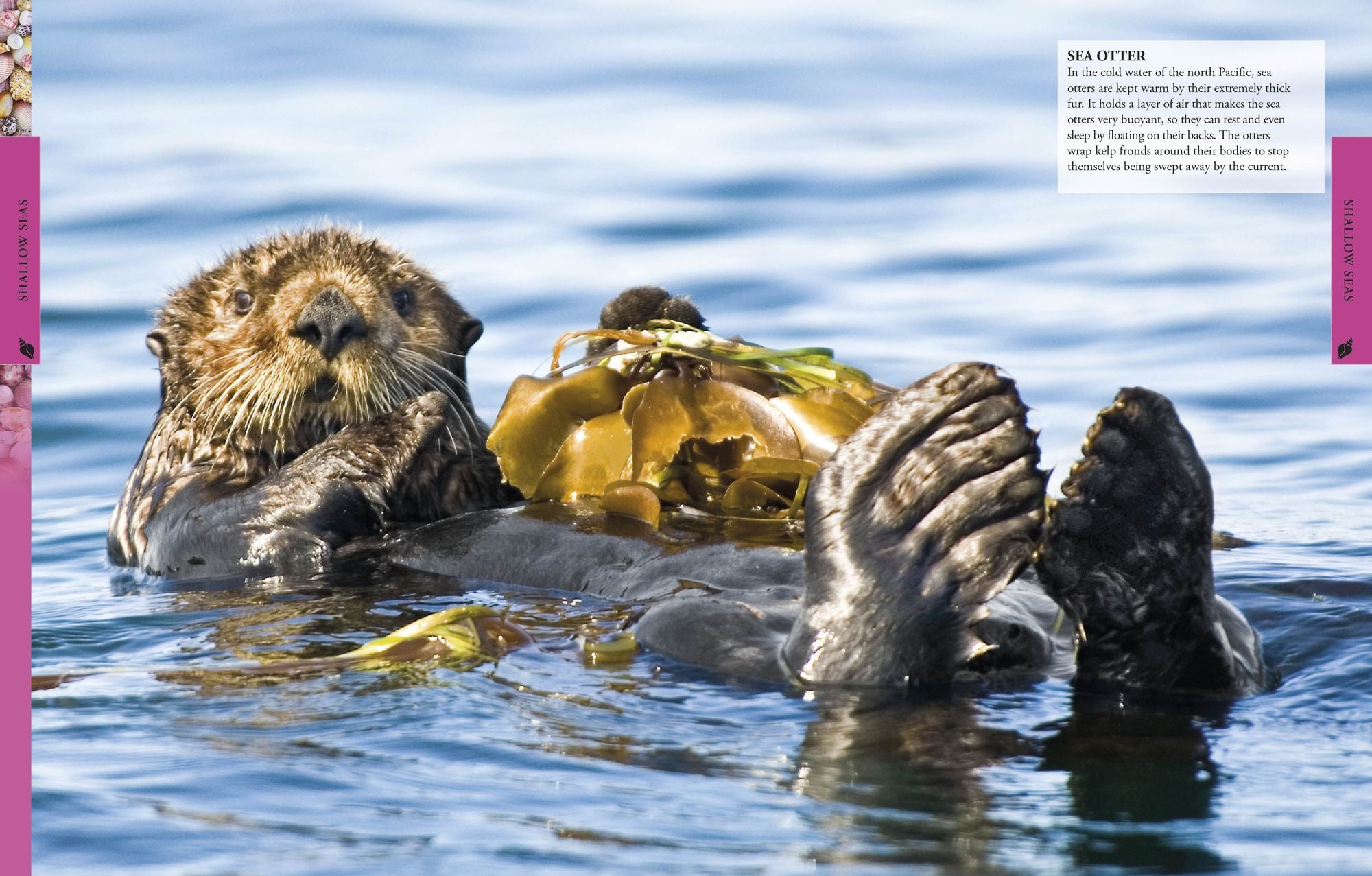 Ocean: A Visual Encyclopedia