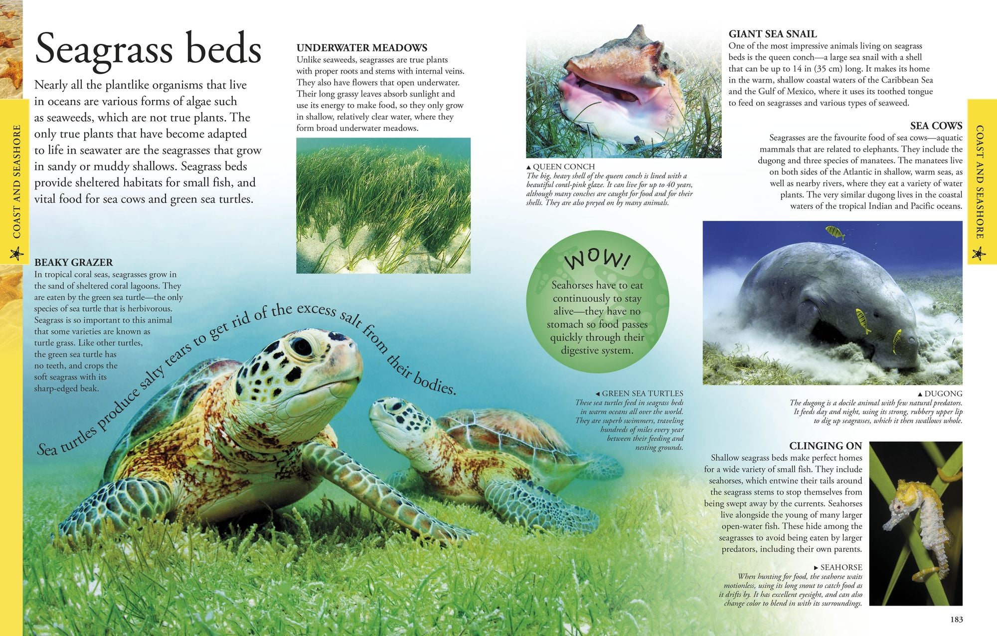 Ocean: A Visual Encyclopedia