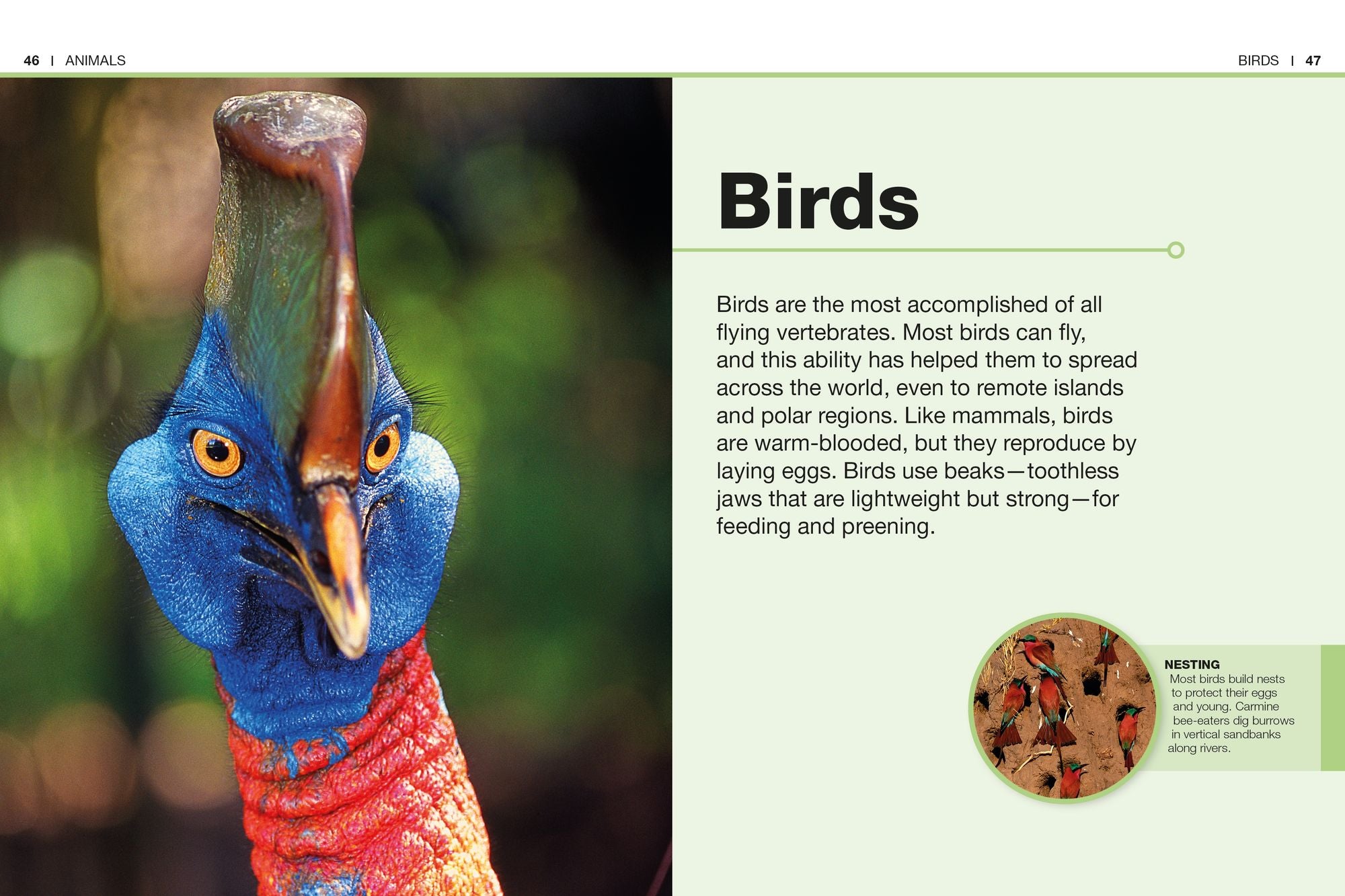 Pocket Genius Animals: Facts at Your Fingertips