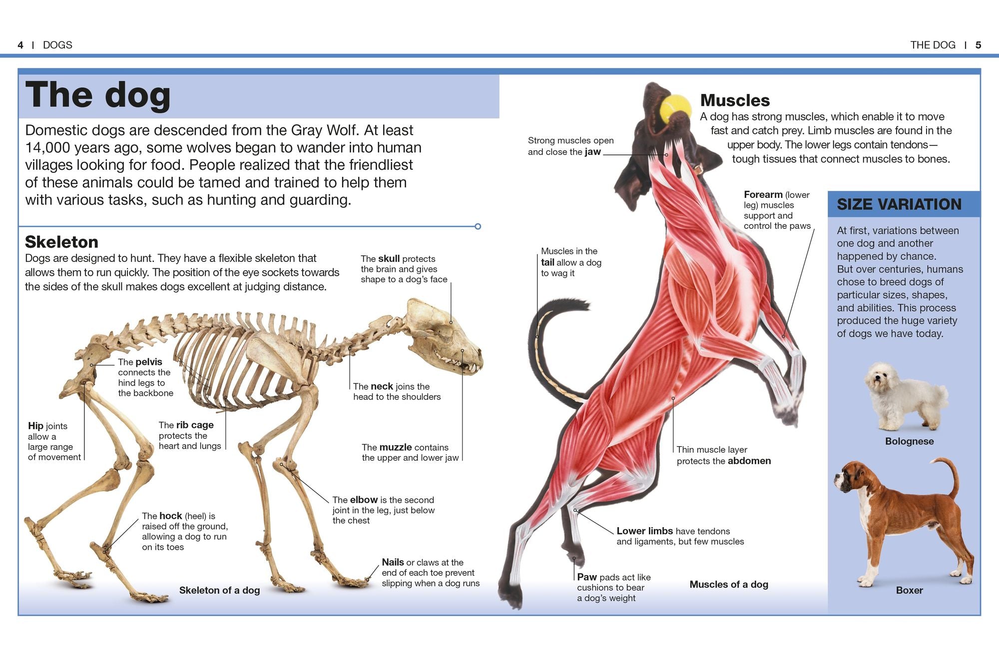Pocket Genius Dogs: Facts at Your Fingertips