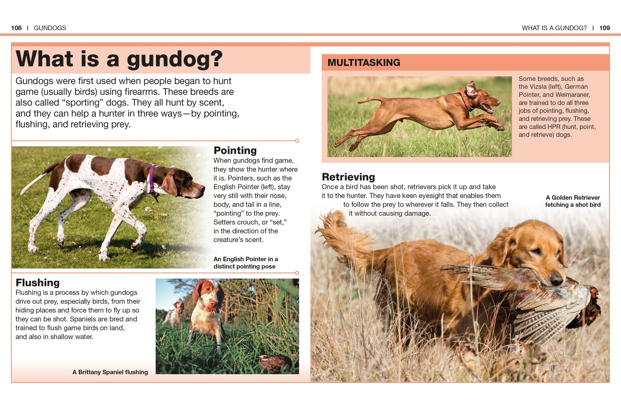 Pocket Genius Dogs: Facts at Your Fingertips