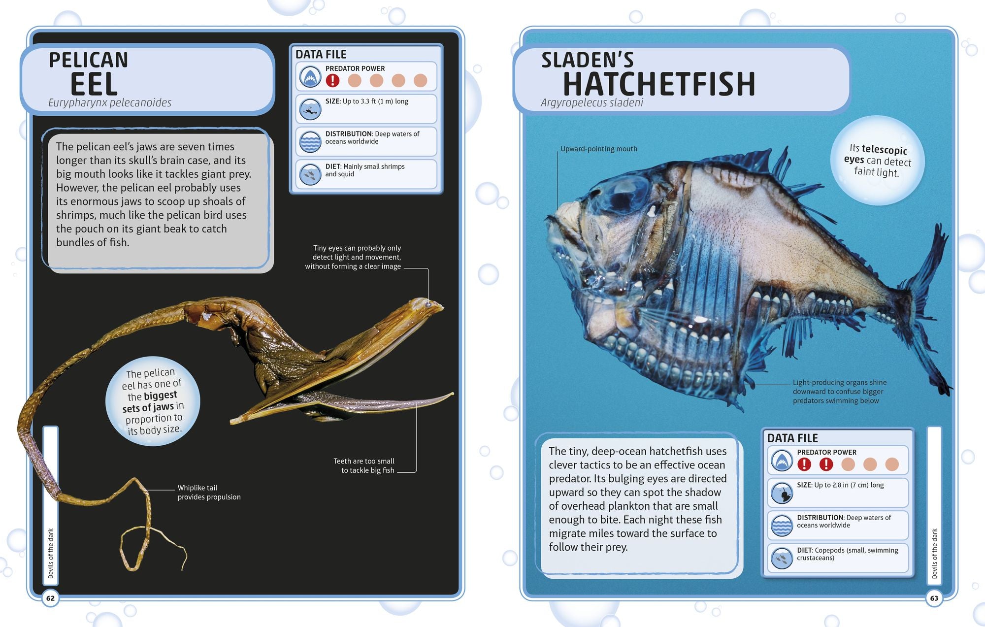 Sharks and Other Deadly Ocean Creatures