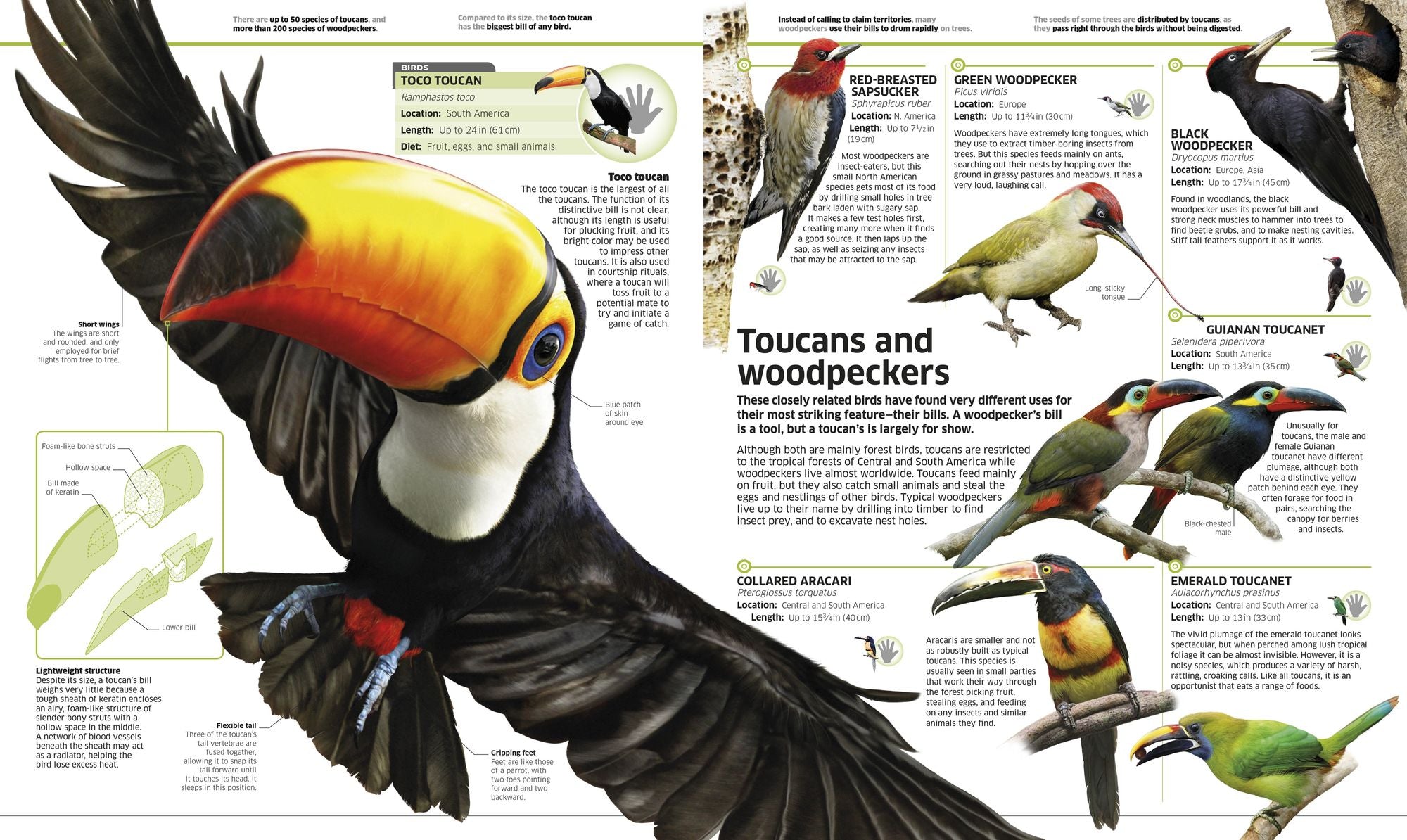 Knowledge Encyclopedia Animal!: The Animal Kingdom as You've Never Seen It Before
