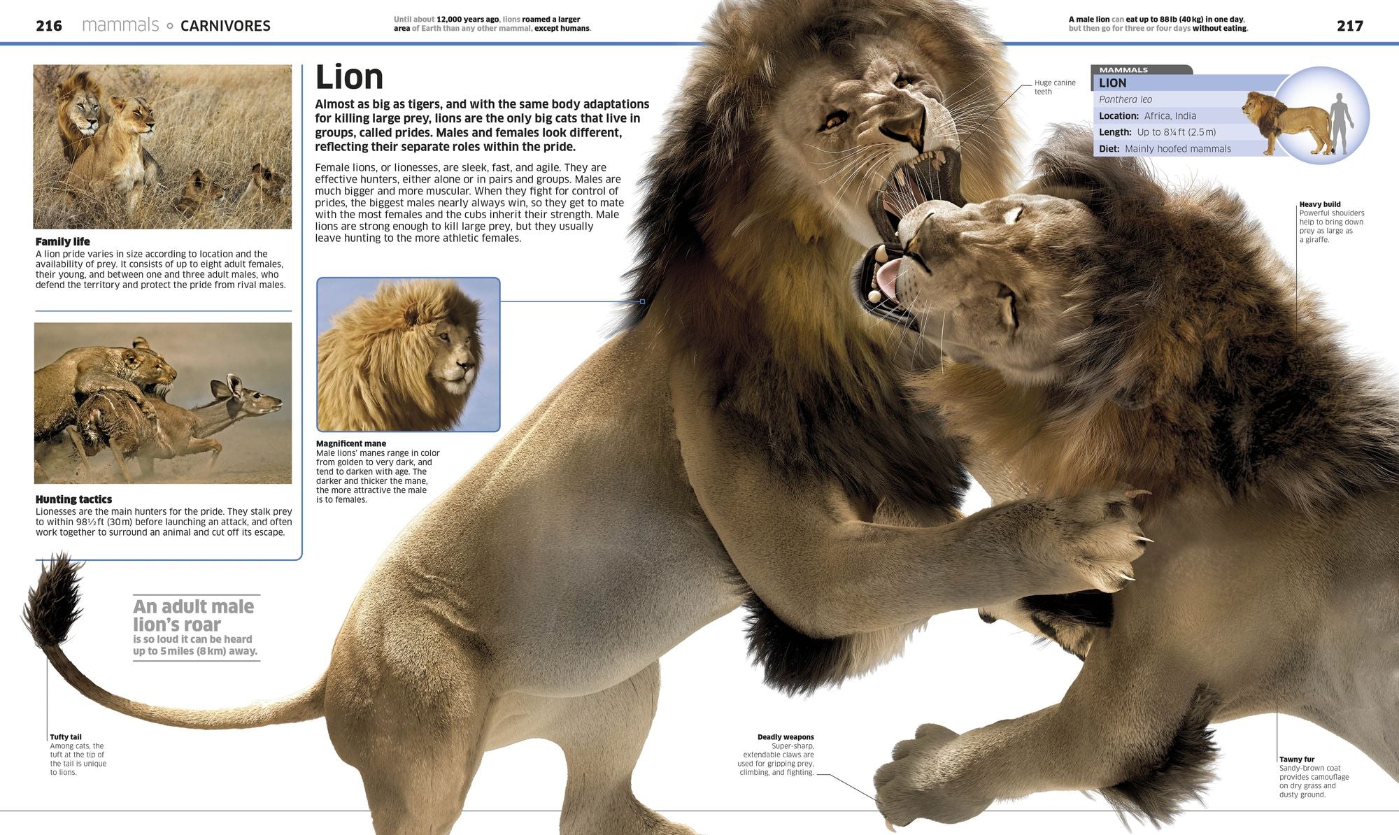 Knowledge Encyclopedia Animal!: The Animal Kingdom as You've Never Seen It Before
