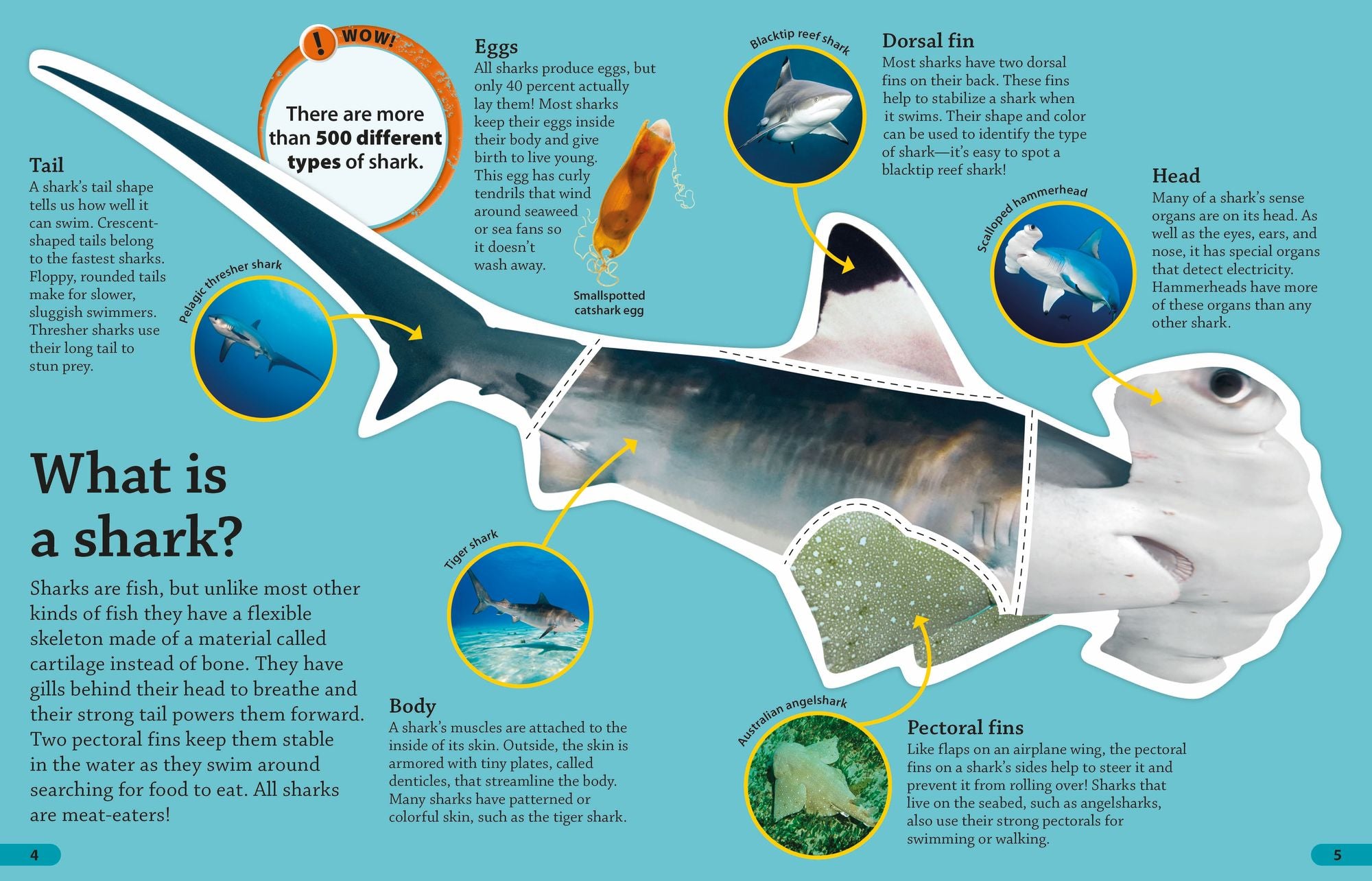 DKfindout! Sharks