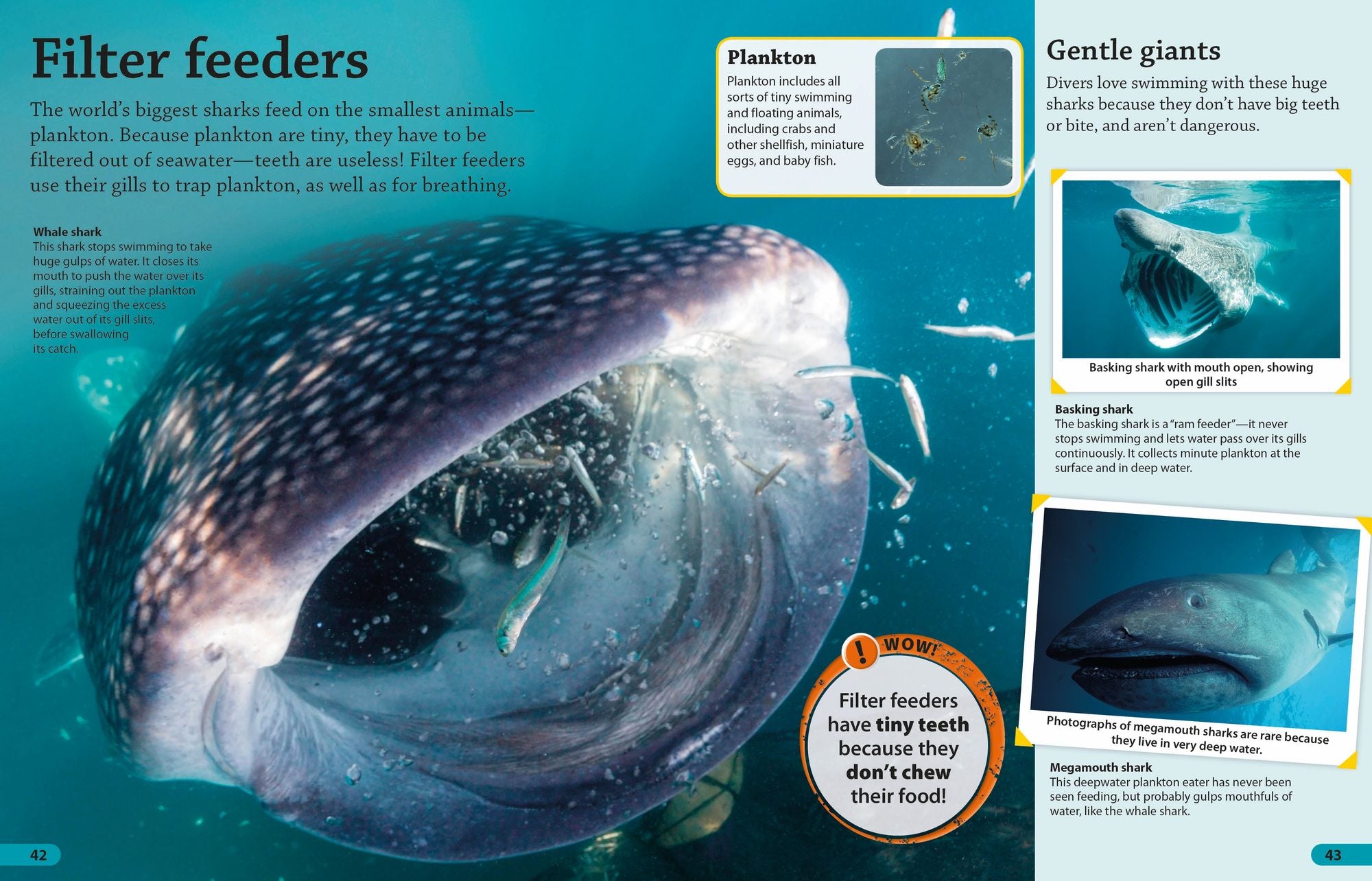 DKfindout! Sharks