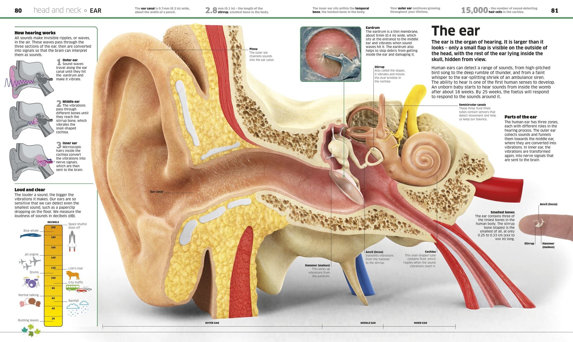 Knowledge Encyclopedia Human Body!: Human Anatomy as You've Never Seen It Before