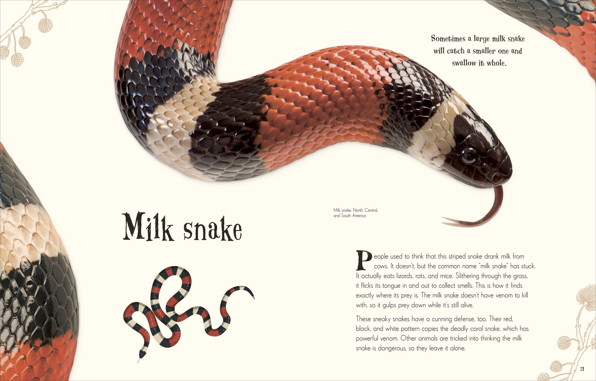 An Anthology of Intriguing Animals: Discover the Fascinating Truths of the Animal Kingdom