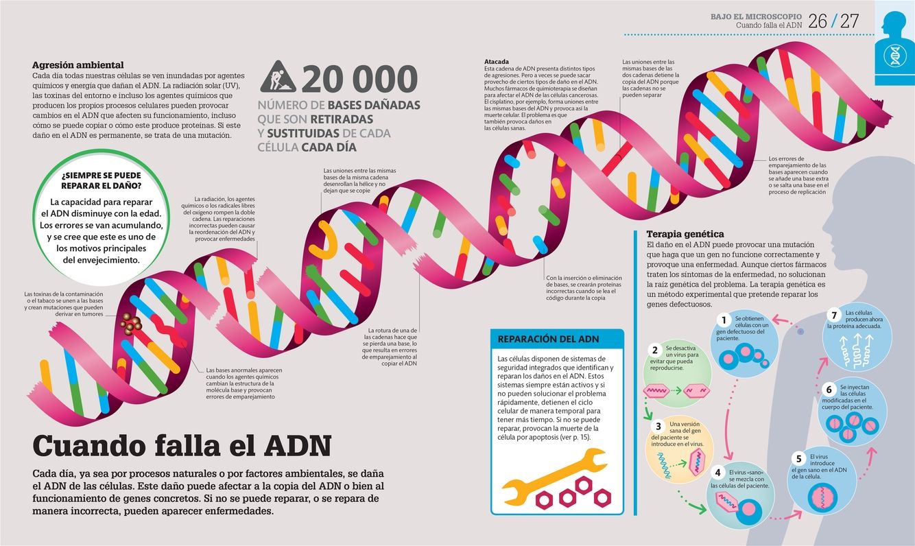 Cómo funciona el cuerpo humano (How the Body Works): Guía gráfica de nuestro organismo