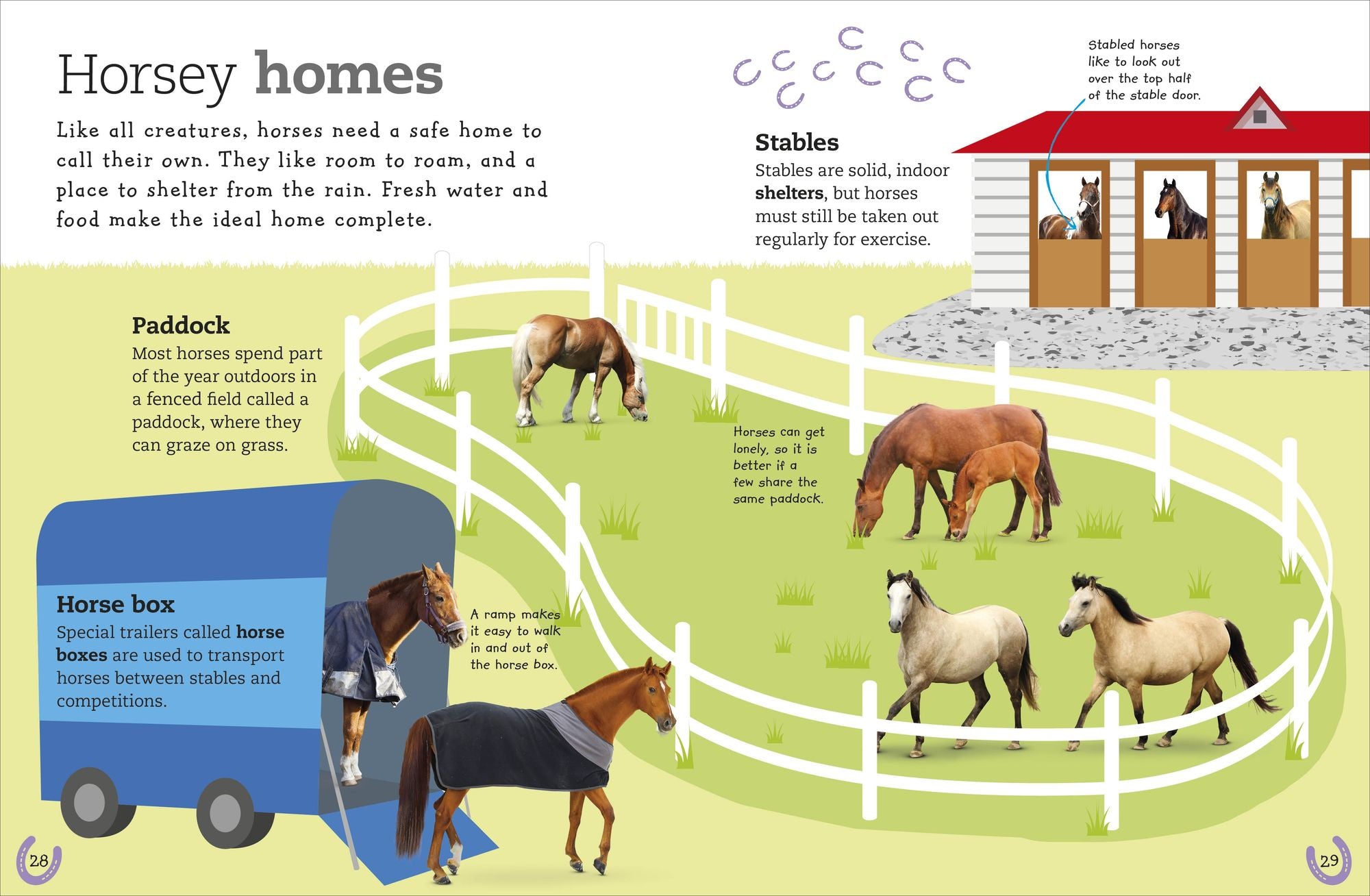 The Everything Book of Horses and Ponies