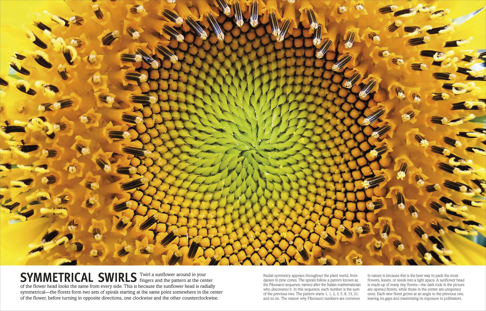 Trees, Leaves, Flowers & Seeds: A Visual Plant Encyclopedia for Kids