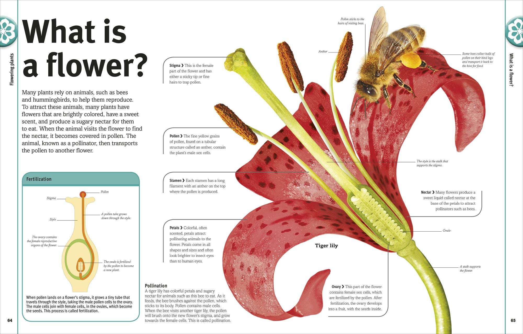 Trees, Leaves, Flowers & Seeds: A Visual Plant Encyclopedia for Kids
