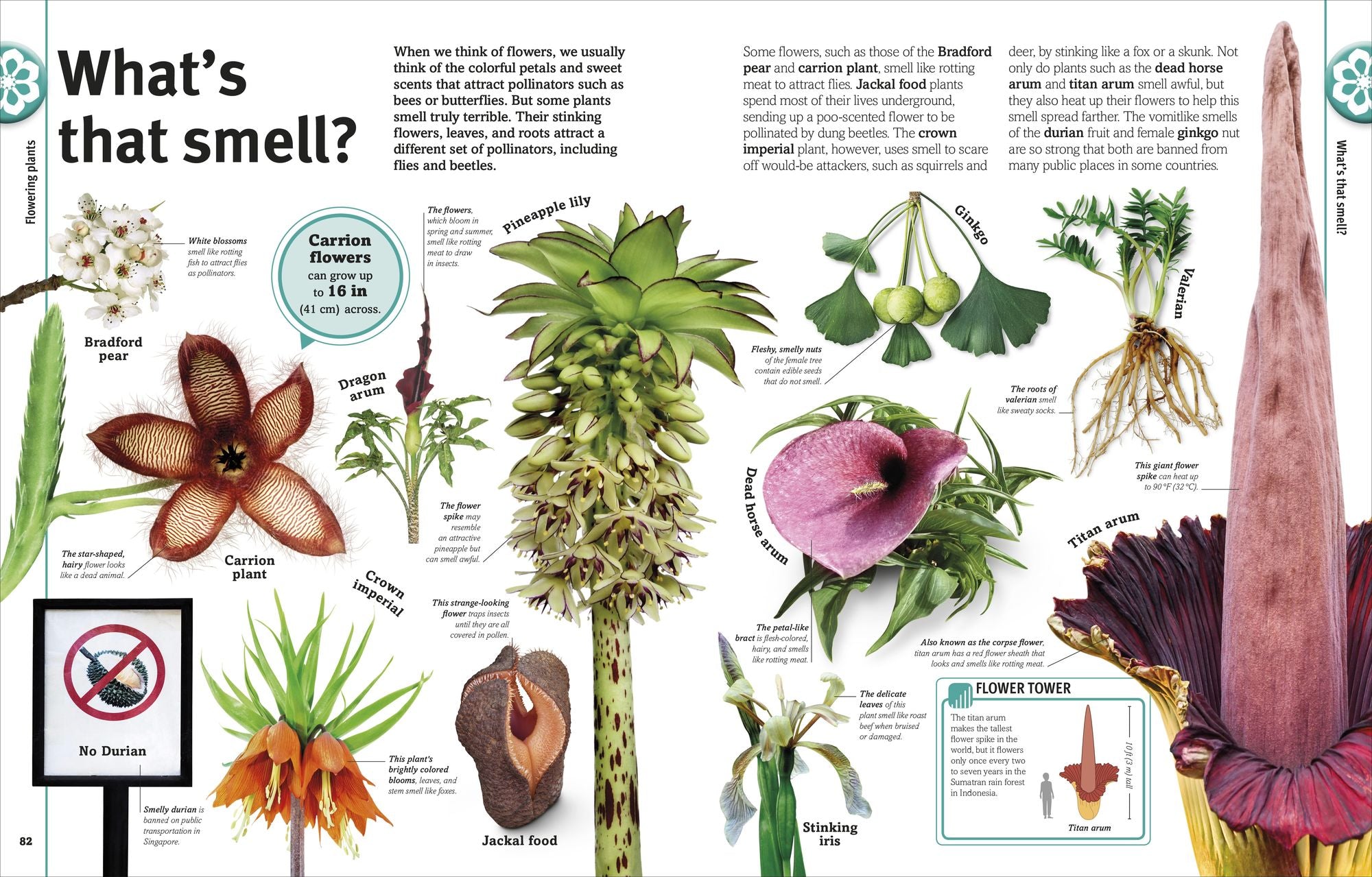 Trees, Leaves, Flowers & Seeds: A Visual Plant Encyclopedia for Kids